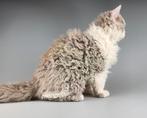 LILAC langhaar katertje Selkirk rex curly - raszuiver, Dieren en Toebehoren, Kater, Gechipt, 0 tot 2 jaar