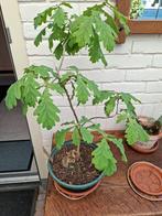 Bonsai Eik 2013, Ophalen, Zomer, Overige soorten, Halfschaduw