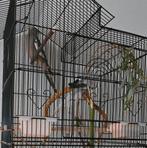 2 valkparkieten, Dieren en Toebehoren, Vogels | Kanaries, Meerdere dieren