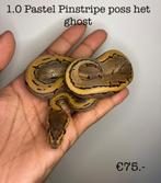 1.0 Pastel Pinstripe poss het ghost NK25, Slang, 0 tot 2 jaar
