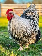 Orpington haan (groot) 2 mnd oud, Zilver-Zwart Gezoomd, Dieren en Toebehoren, Pluimvee, Mannelijk, Kip