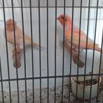 Kanaries, Dieren en Toebehoren, Meerdere dieren, Kleurkanarie