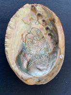Abalone paoa schelp Australië 15 x 12 cm, Verzamelen, Mineralen en Fossielen, Ophalen of Verzenden