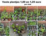 Vaste plantjes 1,00 tot 1,25 euro per stuk vlinders bijen, Tuin en Terras, Vaste plant, Halfschaduw, Zomer, Ophalen