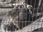 Zeldzame persfoto: 'Orphans of the Wild' 1972, Antiek en Kunst, Ophalen of Verzenden