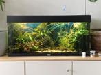 Juwel Rio 180 te koop met vissen, garnalen, slakken, Dieren en Toebehoren, Vissen | Aquaria en Toebehoren, Ophalen, Gebruikt, Gevuld zoetwateraquarium