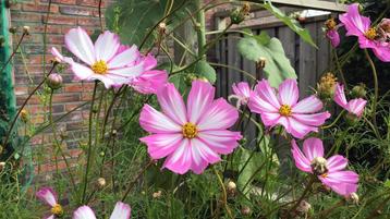 Bloemenzaden cosmea, klimmende winde en goudsbloem beschikbaar voor biedingen