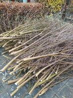 Wilgentenen, Ophalen, Volle zon