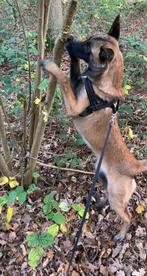 Mechelse Heder pup, Maart, Vrouwelijk