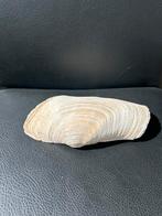 Gefossiliseerde tweekleppige schelp, Ophalen of Verzenden, Schelp(en)