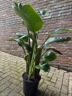 Strelitzia - Paradijsvogelbloem, Huis en Inrichting, Kamerplanten, Ophalen, 100 tot 150 cm, Overige soorten, Halfschaduw