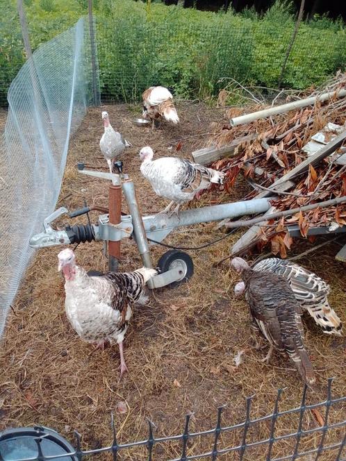 Kalkoenen, Dieren en Toebehoren, Pluimvee, Kalkoen, Meerdere dieren