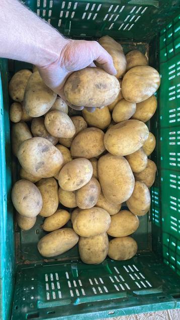 Prachtige grove AGRIA aardappelen! beschikbaar voor biedingen