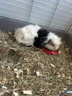 Zeer mooi en leuk merino beertje, Dieren en Toebehoren, Knaagdieren, Mannelijk, Cavia, Na 1 juli 2024, Tam