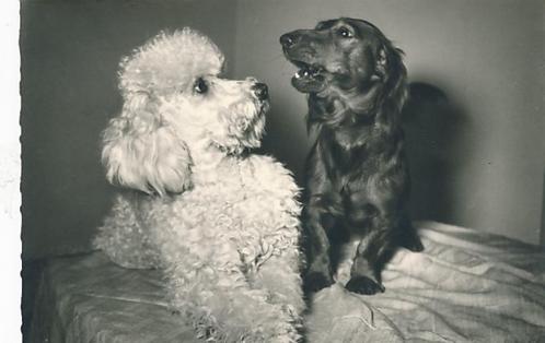 20 Mooie Popp-Karte met allerlei honden, Verzamelen, Ansichtkaarten | Dieren, Ongelopen, 1960 tot 1980, Hond of Kat, Verzenden