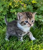 Mooie kittens, Meerdere dieren, Kortharig, 0 tot 2 jaar