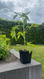 De laatste plantjes tomaat courgette broccoli, Tuin en Terras, Ophalen, Volle zon, Groenteplanten, Eenjarig
