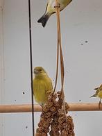 Bruin Topaas Zwartkopsijzen, Vrouwelijk, Tropenvogel, Geringd