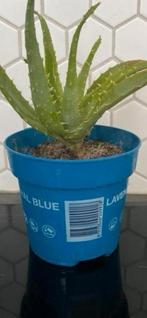 Aloe plant, Vaste plant, Ophalen of Verzenden