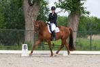Schitterende, Lieve Leermeester Merrie, Merrie, ZZ, Gechipt, Dressuurpaard