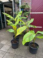Mussa basjoo bananenplanten, Tuin en Terras, Planten | Tuinplanten, Ophalen, Zomer, Overige soorten, Volle zon