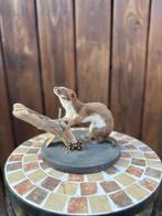 Opgezet wezeltje-wezel taxidermie, Verzamelen, Ophalen of Verzenden, Zo goed als nieuw