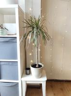 Drakenbloedboom Dracena Marginata Bicolor met pot , 95 cm, Ophalen, Overige soorten, Halfschaduw, In pot