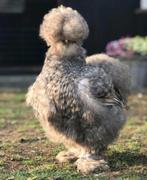 Chocokoekoek zijdehoen usa hen en haan, Dieren en Toebehoren, Meerdere dieren, Kip