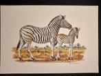 Zebra, Verzenden, 1980 tot heden, Zo goed als nieuw, Dier