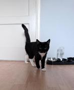 Ragdoll/Korthaar kat, Kater, Ontwormd, 0 tot 2 jaar