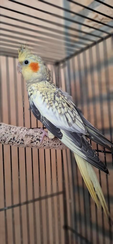Jonge valkparkieten  6 weken oud, Dieren en Toebehoren, Vogels | Parkieten en Papegaaien, Parkiet, Geslacht onbekend, Tam
