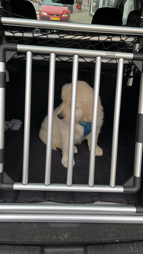 Hondenrek voor in de auto - Universeel, Auto diversen, Hondenrekken, Gebruikt, Ophalen of Verzenden