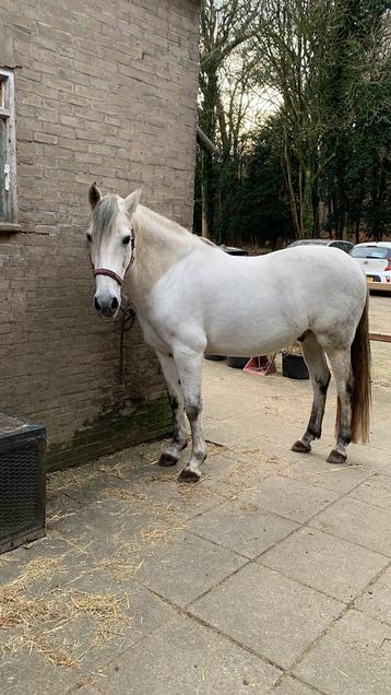 GEZOCHT: stalling/plek als weidemaatje voor 9-jarige ruin  beschikbaar voor biedingen
