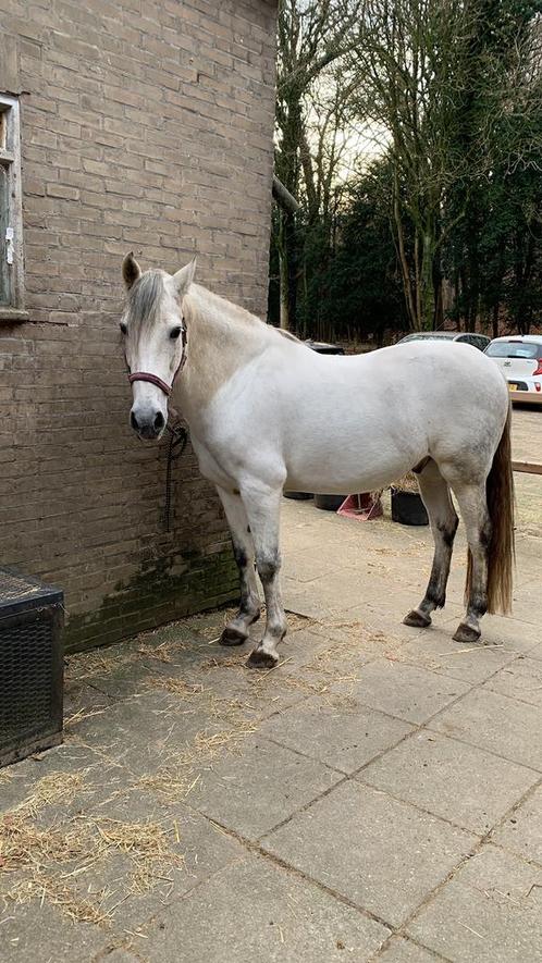 GEZOCHT: stalling/plek als weidemaatje voor 9-jarige ruin, Dieren en Toebehoren, Stalling en Weidegang, Stalling