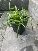 Carex foliosissima Irish green. Japanse zegge. Groenblijvend, Tuin en Terras, Halfschaduw, Siergrassen, Ophalen of Verzenden