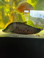 40cm grote clown mesvis, Dieren en Toebehoren, Vissen | Aquariumvissen