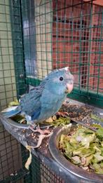 Te koop 1jong  kakariki popje, Geslacht onbekend, Parkiet