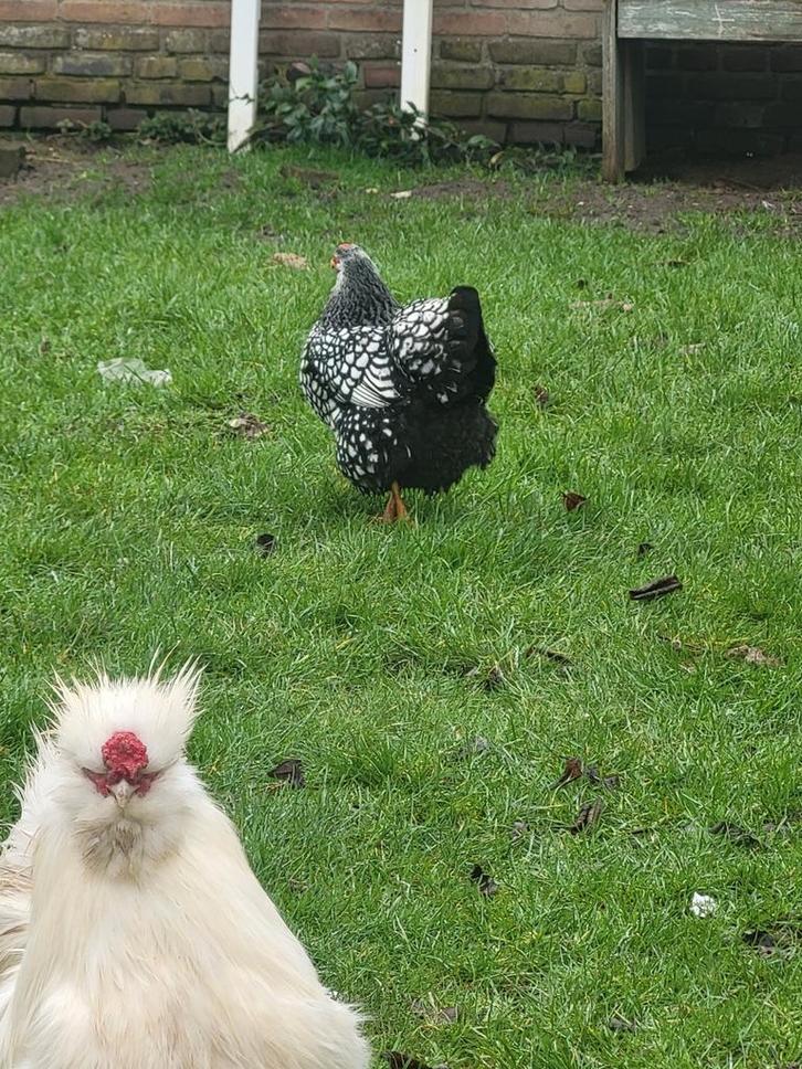 VERWACHT: Bevruchte eieren, Dieren en Toebehoren, Pluimvee, Kip, Geslacht onbekend