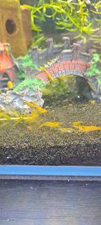 Prachtige yellow striped garnalen, Kreeft, Krab of Garnaal