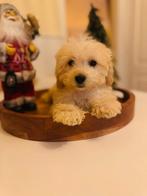 🌟 Superlieve Maltipoo Pup – 14 Weken – Beige – Klaar voor e, Dieren en Toebehoren, Rabiës (hondsdolheid), 8 tot 15 weken, Eén hond