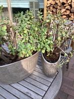 Crassula jadeplant geldboom, Ophalen of Verzenden