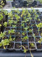 Pachysandra, bodembedekker, €1,00 per stuk., Ophalen, Bodembedekkers, Vaste plant, Halfschaduw