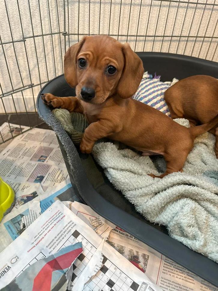 Dwerg/kaninch, Dieren en Toebehoren, Honden | Teckels en Dashonden, Meerdere dieren, Korthaar, Dwerg, Fokker | Hobbymatig, Meerdere