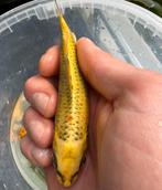 Knal gele/gouden kois!!, Dieren en Toebehoren, Vissen | Vijvervissen, Karper of Koi