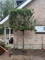 Laurierboom op stam, Ophalen, Bloeit niet, Leiboom, Halfschaduw