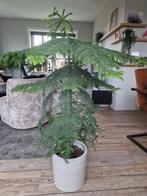 Kamerden van 125cm hoog, Ophalen, Halfschaduw