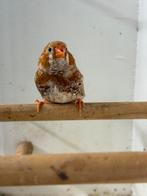 Te koop 3 oranjeborst zebravink mannen 2025, Dieren en Toebehoren, Vogels | Overige Vogels, Mannelijk, Tropenvogel