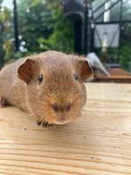 Cavia beertjes te koop, Dieren en Toebehoren, Cavia, Mannelijk, Juli, Tam