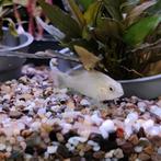 Apistogramma cacatouides, Dieren en Toebehoren, Vissen | Aquariumvissen, Vis