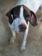 ACE: Lotus, wie geeft haar nu een mooie toekomst?, Dieren en Toebehoren, Honden | Setters en Staande honden, Particulier, Rabiës (hondsdolheid)